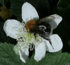 Bombus hypnorum