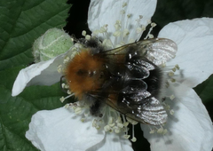 Bombus hypnorum