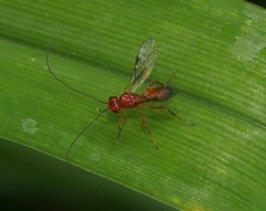 Phaenocarpa