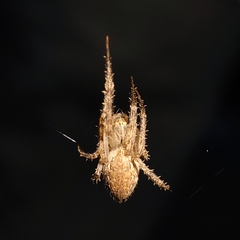 Larinia lineata
