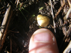 Descomyces