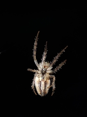 Larinia lineata