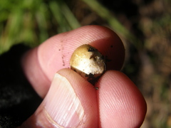Descomyces