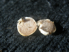 Descomyces