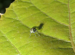 Diptera