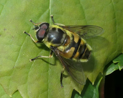 Myathropa florea