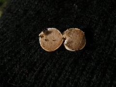Descomyces