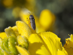 Acmaeodera cisti