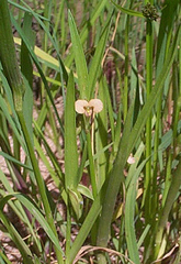 Commelina aspera