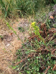 Solidago spathulata