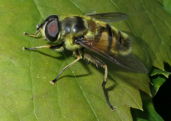 Myathropa florea
