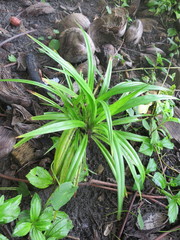 Pandanus thomensis