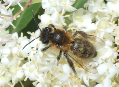 Andrena