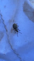 Peritelini