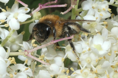 Andrena