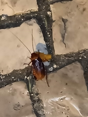 Periplaneta americana