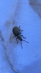 Peritelini