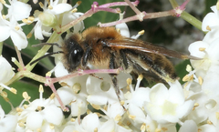 Andrena