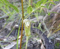 Pterostylis ophioglossa