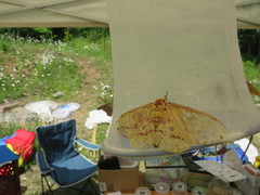 Eacles imperialis pini