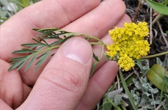 Harbouria trachypleura
