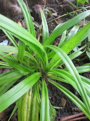 Pandanus thomensis
