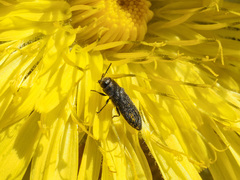 Acmaeodera cisti