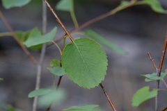 Amelanchier cusickii