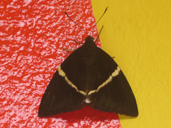 Castniidae