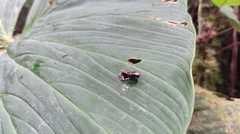 Osteocephalus verruciger