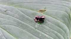 Osteocephalus verruciger