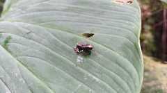 Osteocephalus verruciger