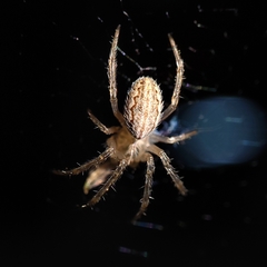 Larinia lineata