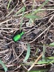 Cicindela denikei