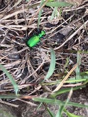 Cicindela denikei