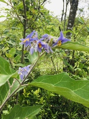 Solanum lanceolatum