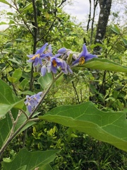 Solanum lanceolatum