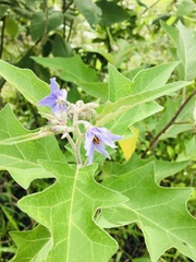 Solanum lanceolatum