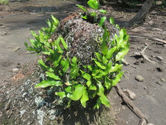 Microsorum scolopendria