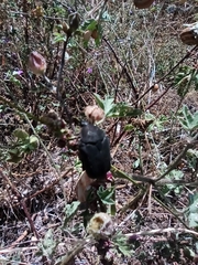 Protaetia morio