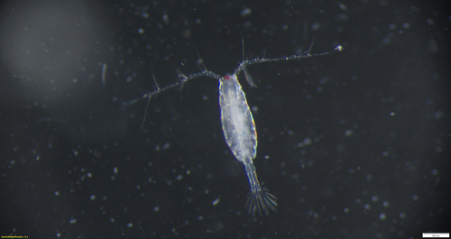 Representative image of Acartia