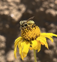 Trachusa timberlakei