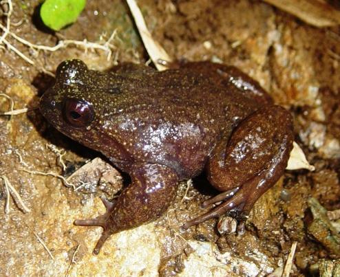 Barrio's Frog