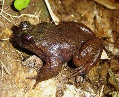 Barrio's Frog photo 1