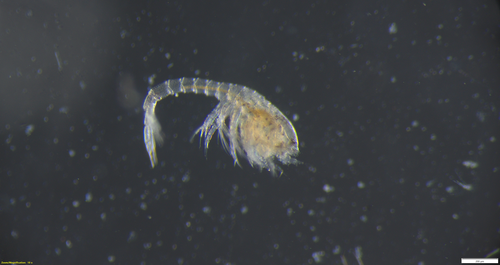 Pseudoleptocuma minus