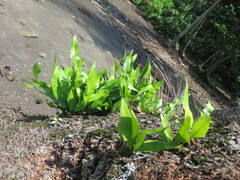 Microsorum scolopendria