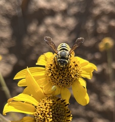 Trachusa timberlakei