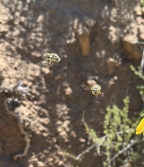 Trachusa timberlakei