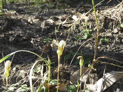 Pterostylis ophioglossa