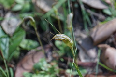 Pterostylis ophioglossa